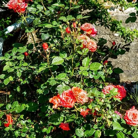 Tatil Evi Agnanti House Simi