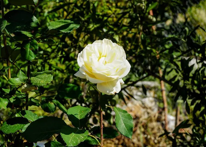 Tatil Evi Agnanti House Simi