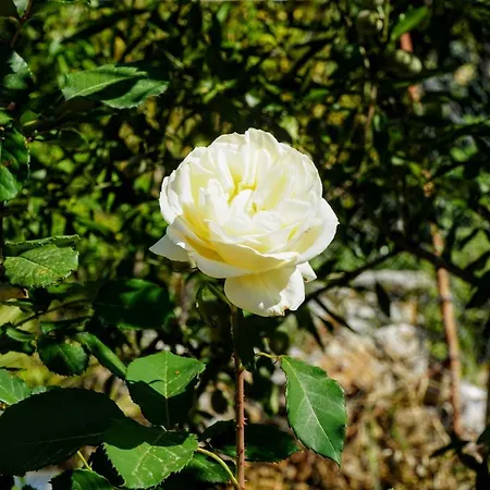 בית נופש Agnanti House סימי